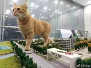 上海网红猫,萌动都市的治愈之光
