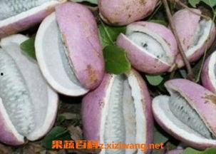 吃了海鲜可以吃八月瓜吗,八月瓜的完美搭配指南