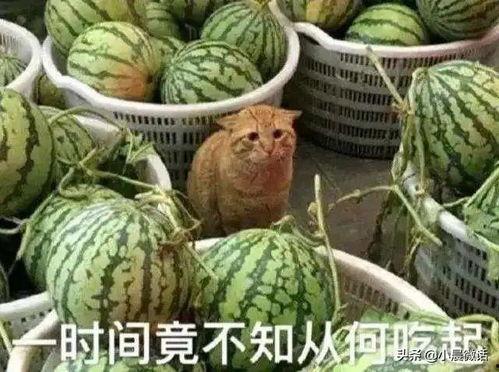 吃瓜新模式,揭秘吃瓜新模式背后的秘密