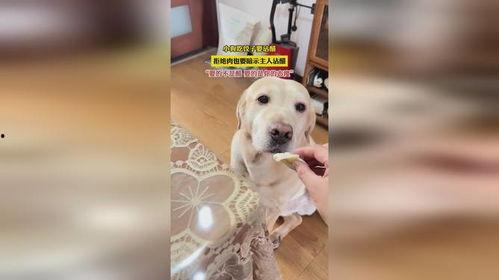 网红狗狗肉肉吃饺子,萌态十足引网友热议