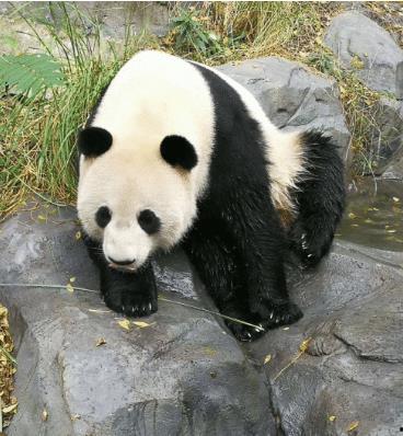 济南网红国宝在哪里