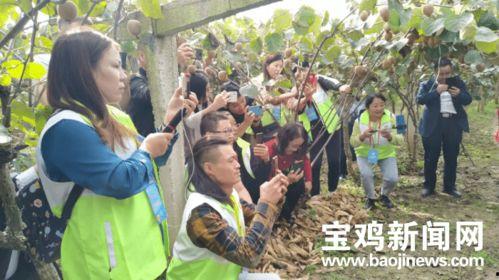 网红猕猴桃叫什么名,甜蜜诱惑，果香四溢的“网红”传奇