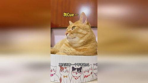 趣事猫吃瓜,揭秘猫咪的“八卦”生活
